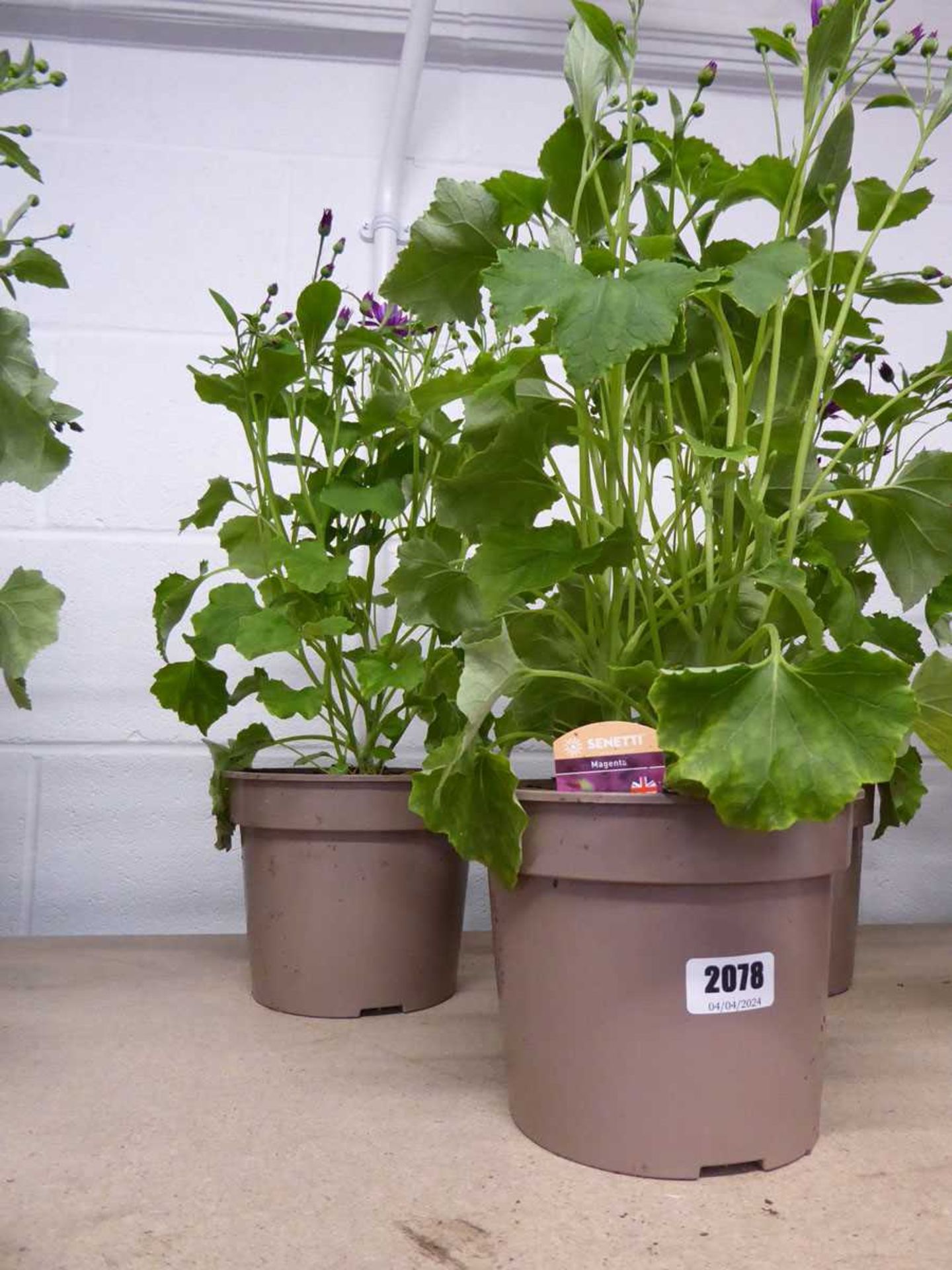 Pair of potted magenta senetti