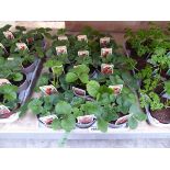 Tray containing 15 pots of Pegasus strawberry plants