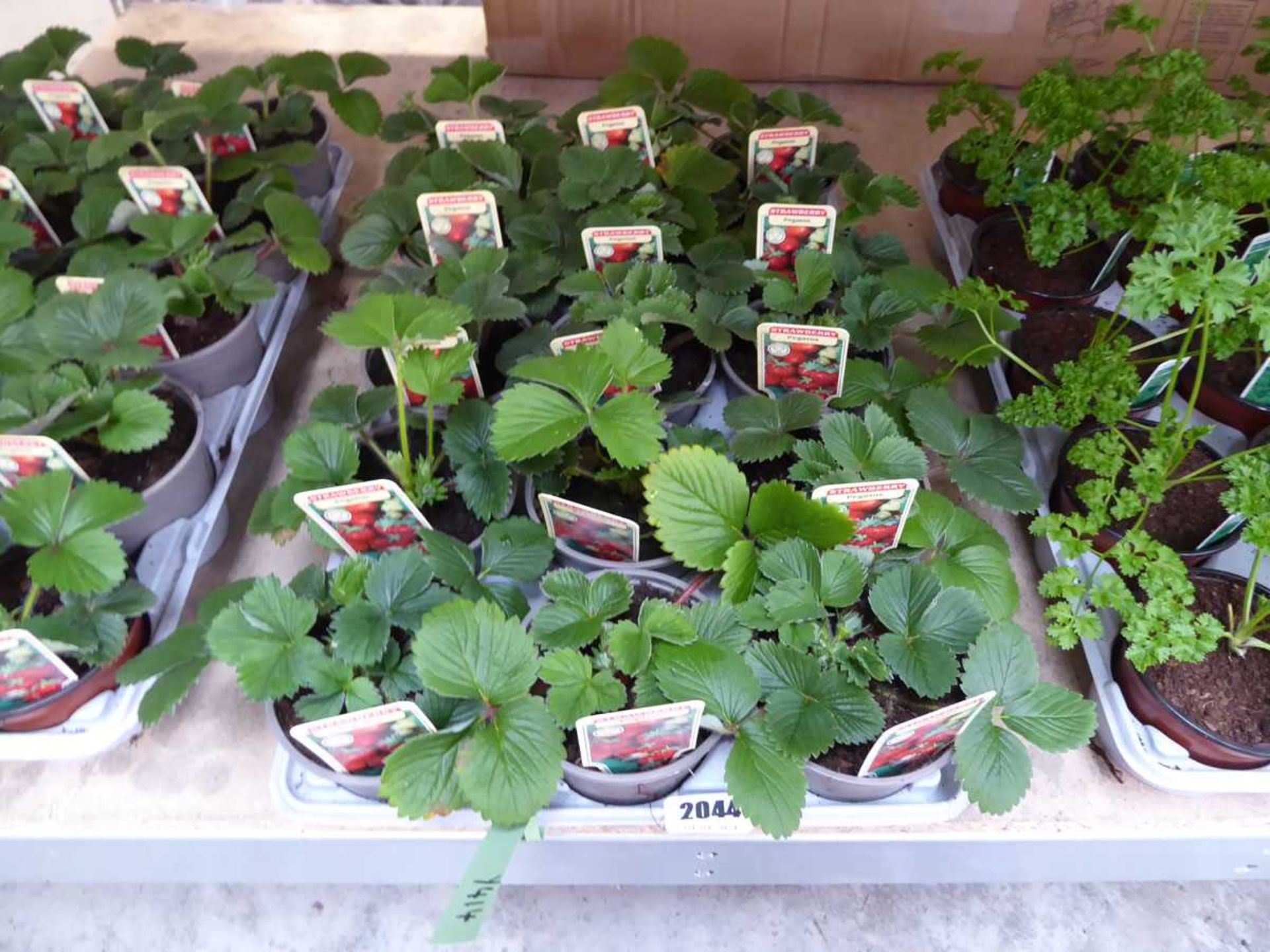 Tray containing 15 pots of Pegasus strawberry plants