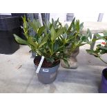 Potted golden torch rhododendron