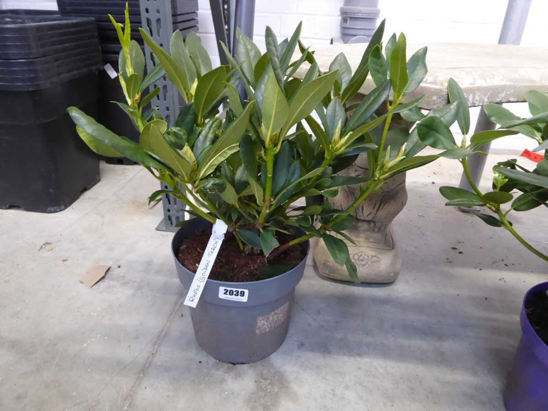 Potted golden torch rhododendron