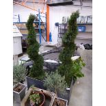 +VAT Pair of artificial spiral shaped conifers in grey slate pots (pot on right, broken)