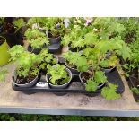 Tray containing 6 large pots of magic fountain mixed delphiniums