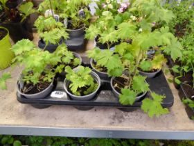 Tray containing 6 large pots of magic fountain mixed delphiniums