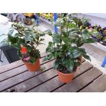 Pair of potted cambelli camelia