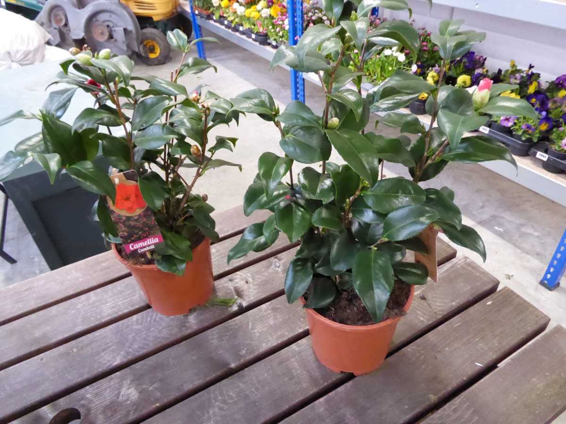 Pair of potted cambelli camelia