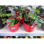 3 strawberry planters