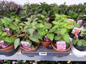 Tray containing 11 pots of fuschia plants