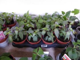 Tray containing 11 pots of fuschia plants