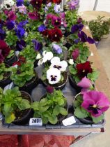 Tray containing 15 pots of pansies