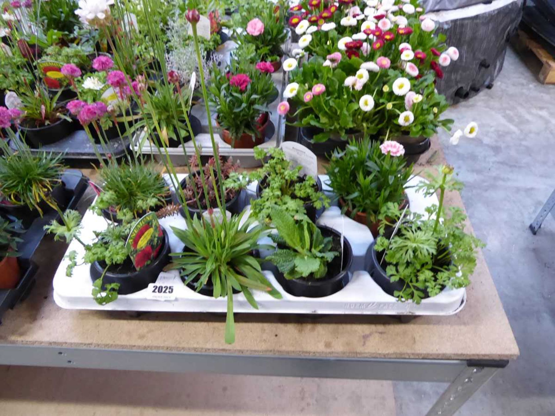 Tray containing 8 pots of mixed perenial plants