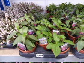 Tray containing 11 pots of fuschia plants