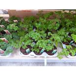 Tray containing 15 pots of curled parsley