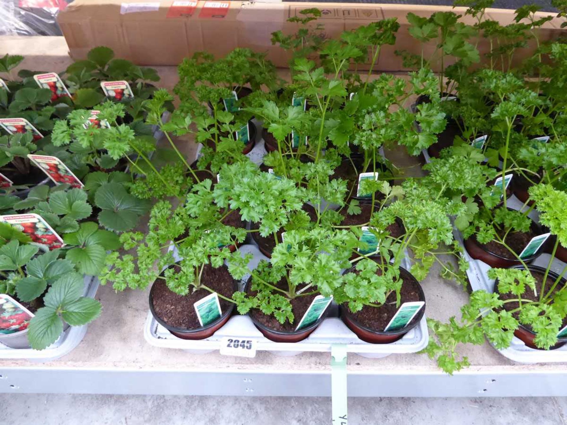 Tray containing 15 pots of curled parsley