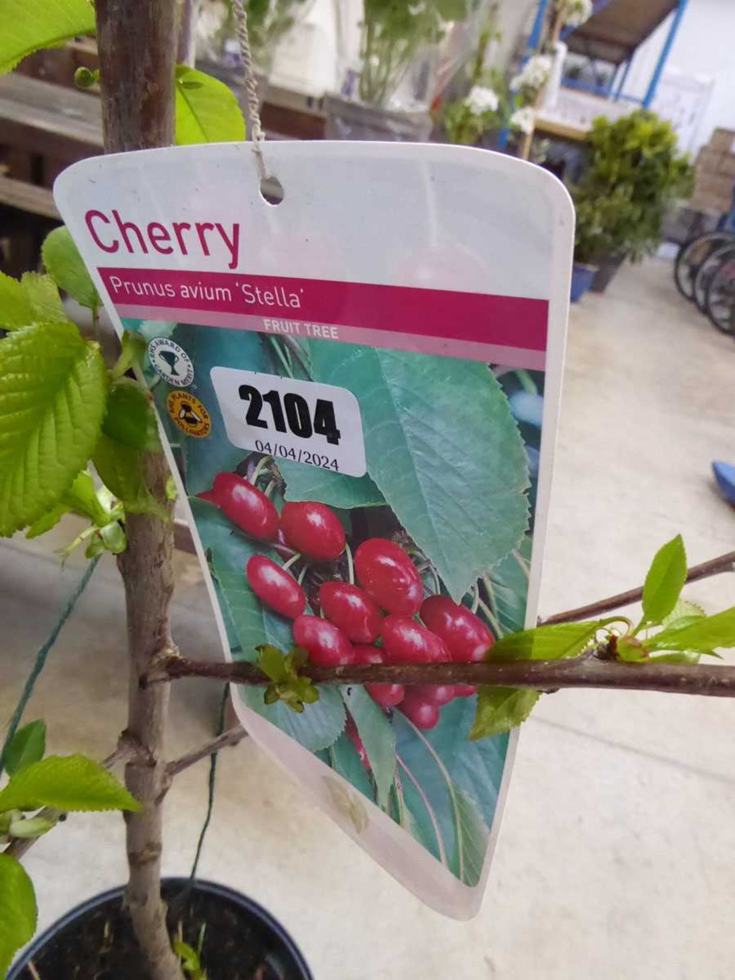 Cherry Stellar fruit tree - Image 2 of 2