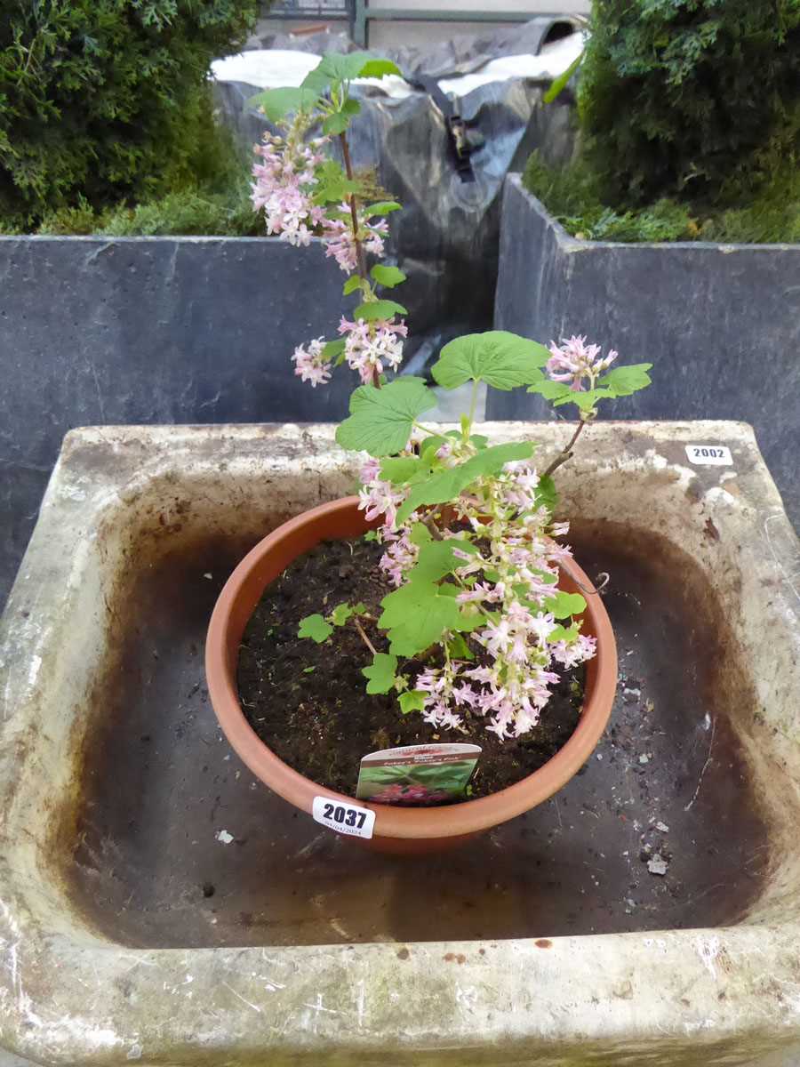 Potted ribes poky's pink