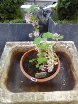 Potted ribes poky's pink