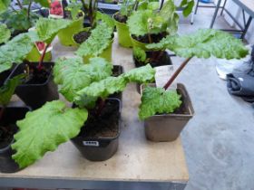 4 potted rhubarb