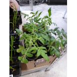 Tray containing 6 dwarf tomato plants