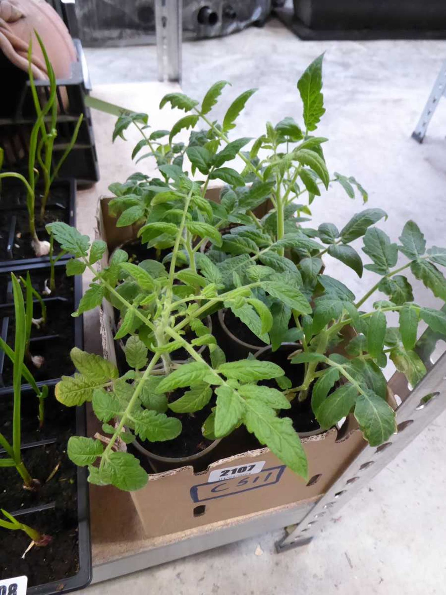 Tray containing 6 dwarf tomato plants