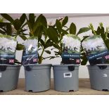 2 potted hybrid rhododendrons in white