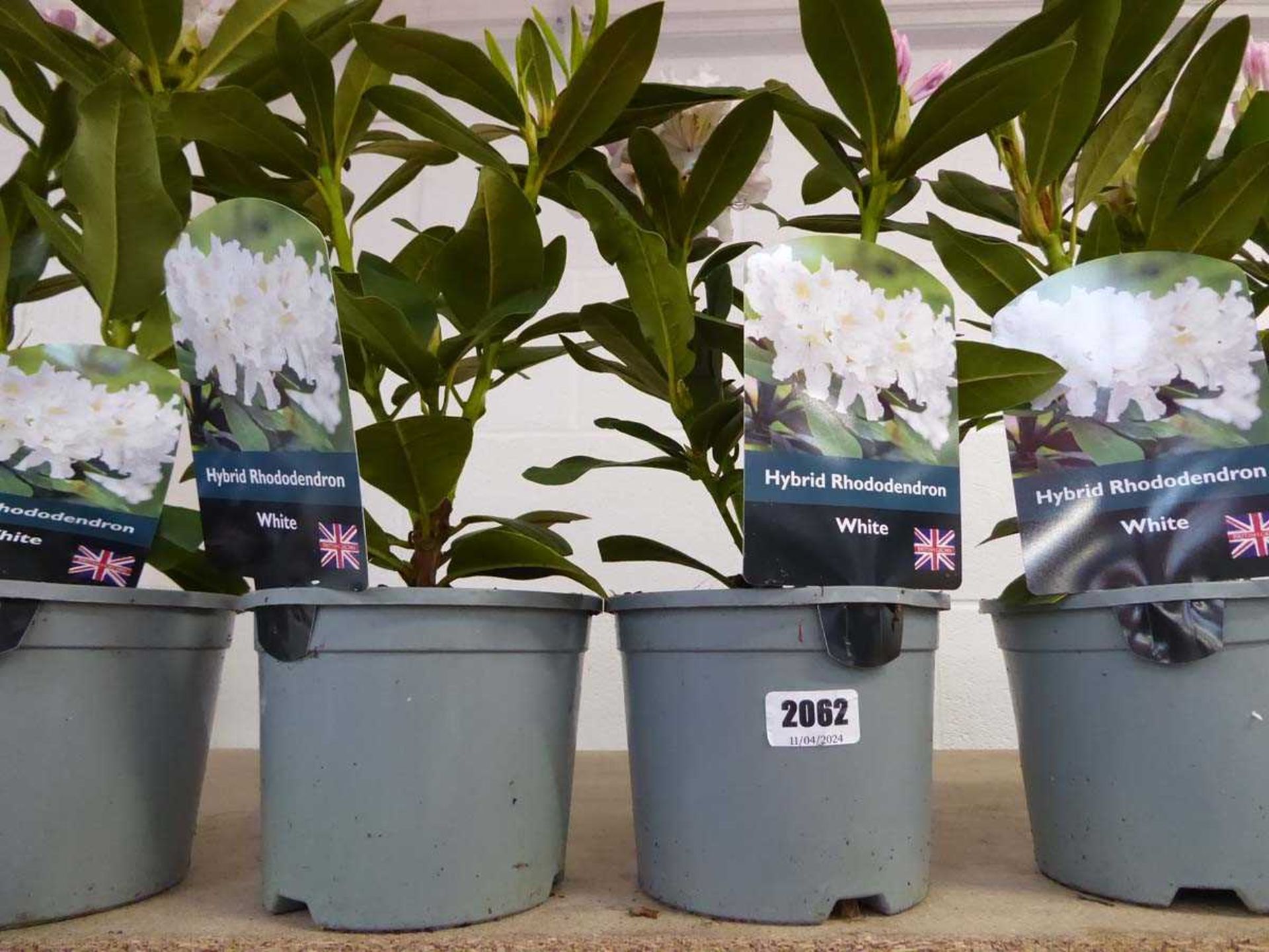 2 potted hybrid rhododendrons in white