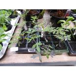 2 small trays of tomato plants incl. Tumbling Tom and Moneymaker