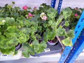 Tray of geranium