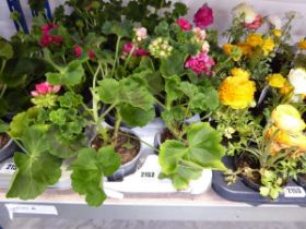 Tray of geranium