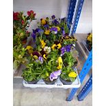 2 trays of pansy