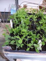 3 small trays of sweet pea plants