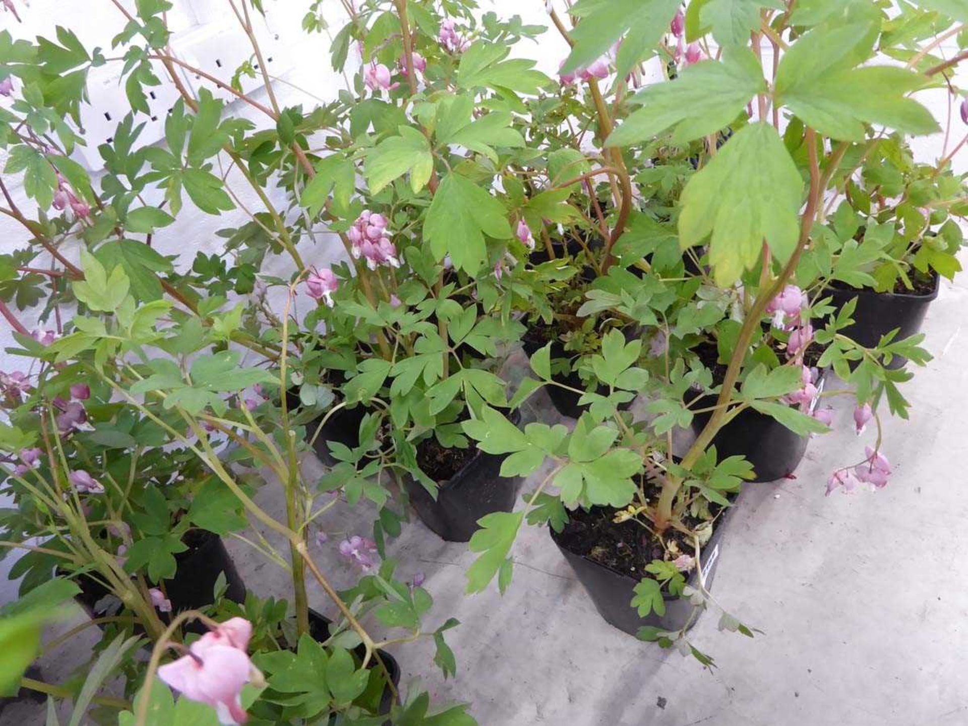 3 potted bleeding hearts