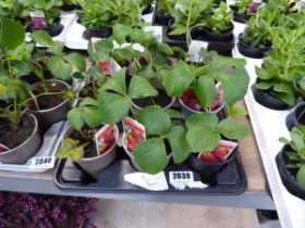 9 potted strawberry plants