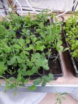 3 small trays of sweet pea plants