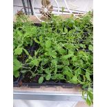 3 small trays of sweet pea plants