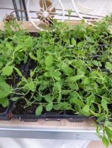 3 small trays of sweet pea plants