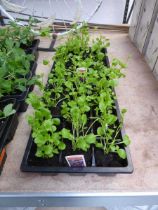 2 small trays of lobelia