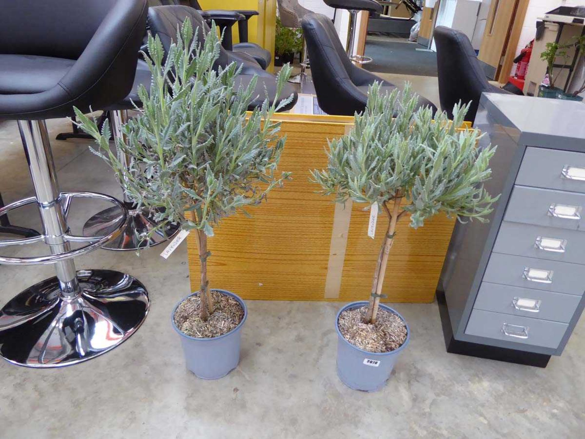 2 potted standard lavenders