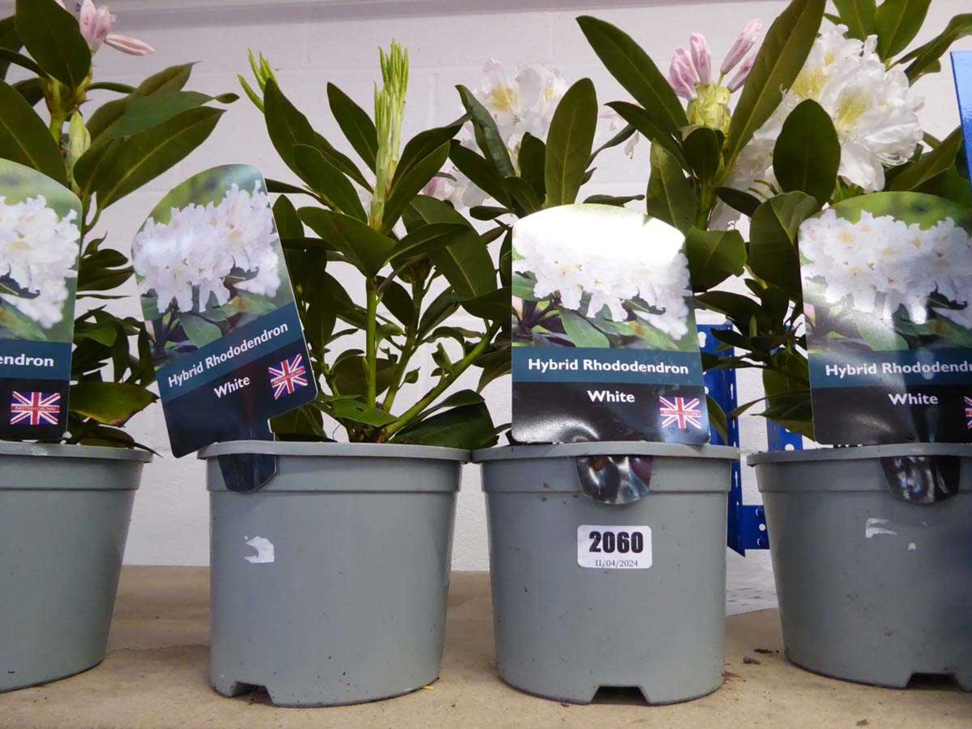 2 potted hybrid rhododendrons in white