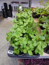 Tray of strawberry plants