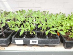 2 trays of tomato plants (cherry and moneymaker)