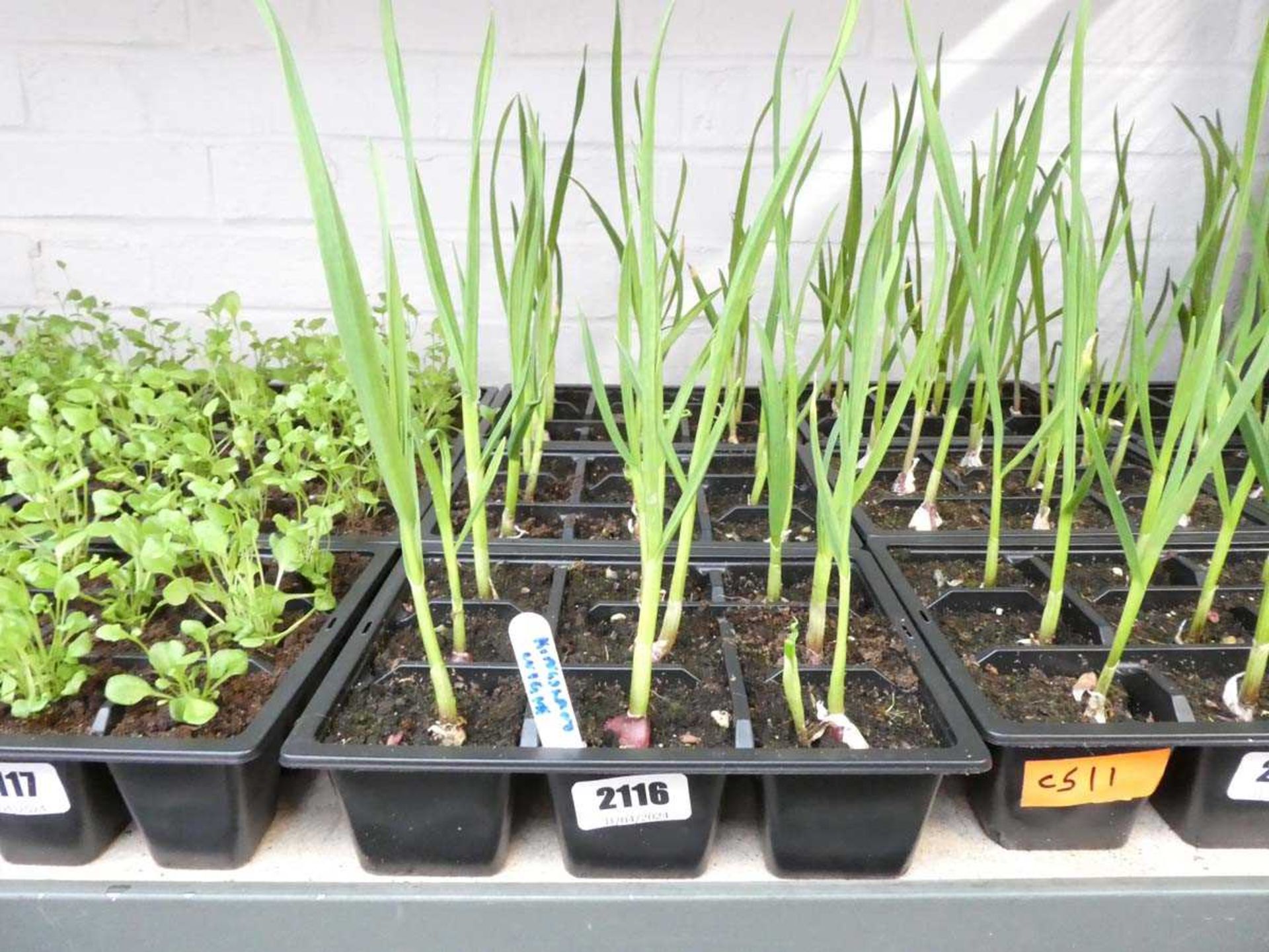 3 small tray of Kingsland garlic plants