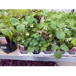 9 potted strawberry plants