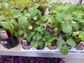 9 potted strawberry plants