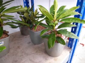2 small potted rhododendron