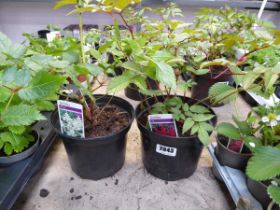 2 potted astilbes