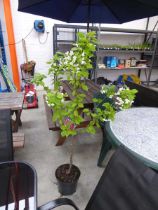 Potted cherry tree