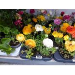 Tray of ranunculus