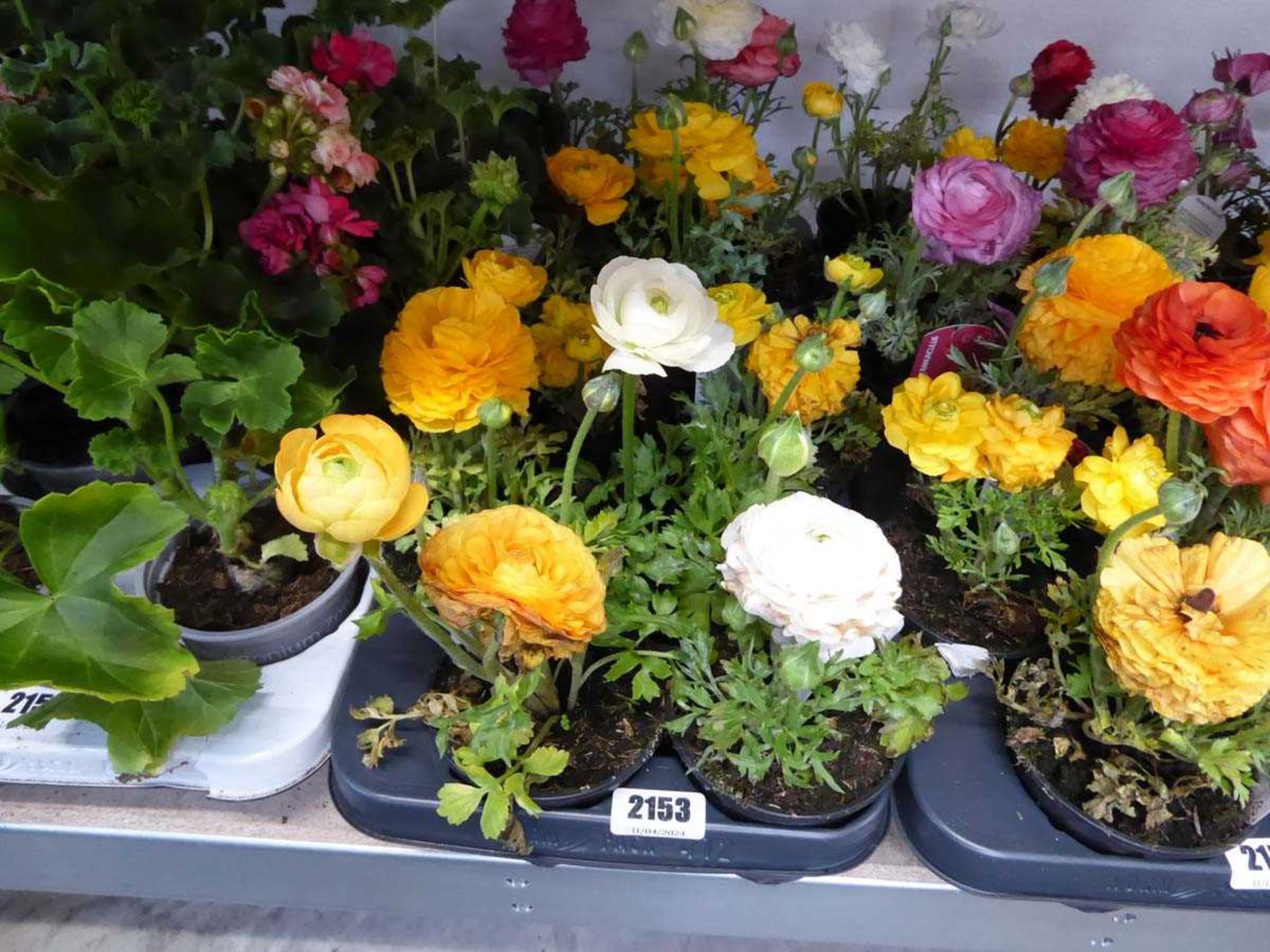 Tray of ranunculus