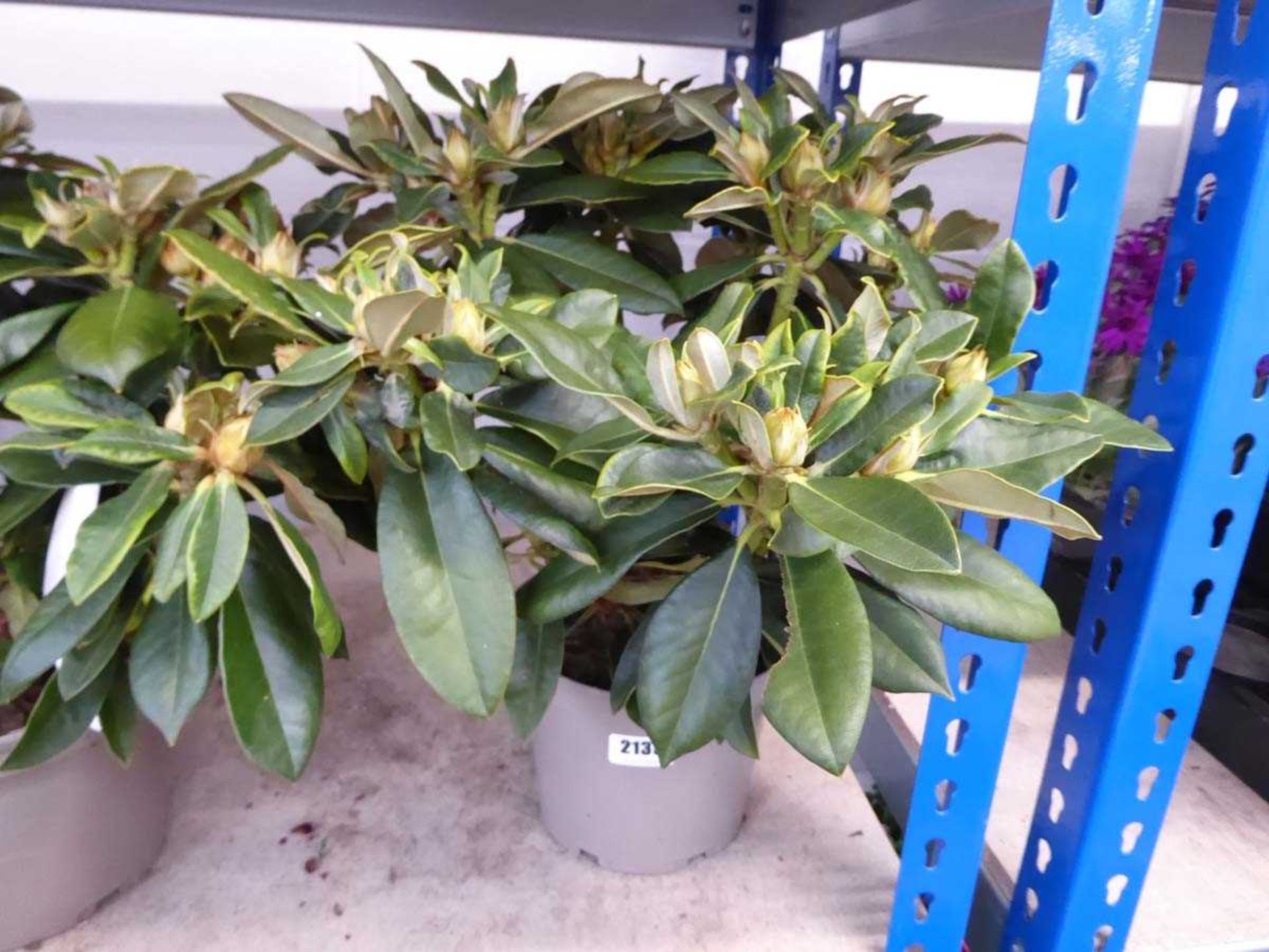 Potted Golden Torch rhododendron